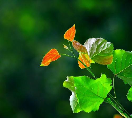 杨树芽破基因的表征增强了对春季再生的理解