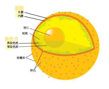 在人类细胞核中发现一种全新的标记