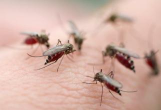科学家们发现了疟疾蚊子的雄性基因