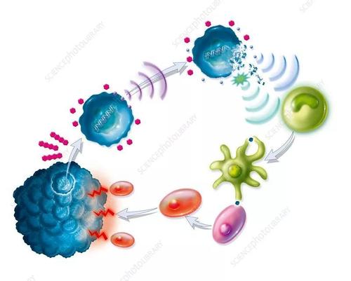 抗生素和免疫系统的抗性在细菌中相互关联