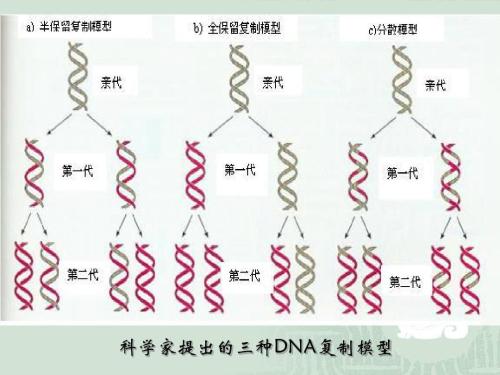 DNA复制和转录过程中的碰撞有助于诱变