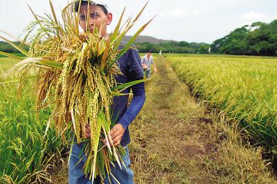 四个新发现的基因可以改善水稻