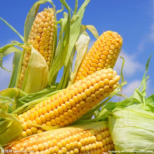在玉米植物中发现了惊人的蛋白质多样性