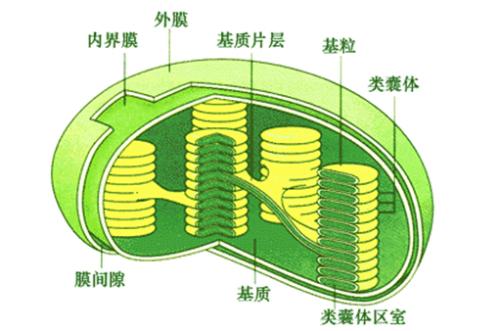 研究人员发现了两种调节叶绿体功能并促进植物存活的氧化还原级联反应