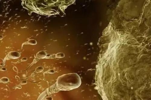 饥饿的干细胞可以让科学家们建立更好的血管