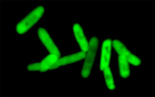 绿色荧光蛋白是蛋白质组装的潜在支架