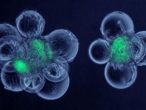 新方法允许长期培养成体干细胞