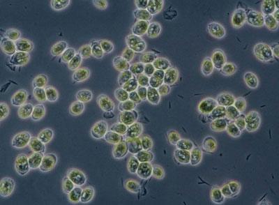藻类的遗传秘密为珊瑚褪色提供了重要的见解