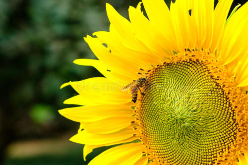 向日葵花粉保护蜜蜂免受寄生虫的侵害