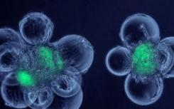 新方法允许长期培养成体干细胞