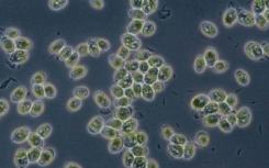 藻类的遗传秘密为珊瑚褪色提供了重要的见解