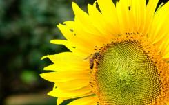 向日葵花粉保护蜜蜂免受寄生虫的侵害