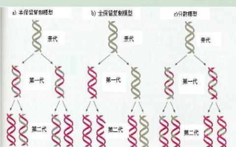 DNA复制和转录过程中的碰撞有助于诱变