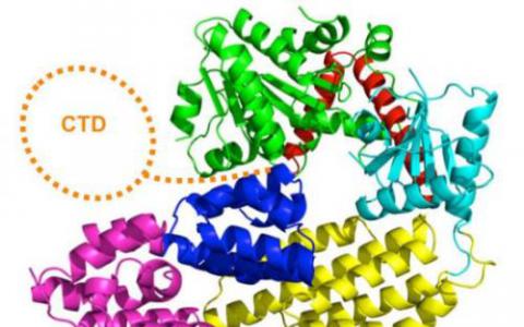 致癌病毒模仿宿主信号以促进细胞生长 蛋白质生成