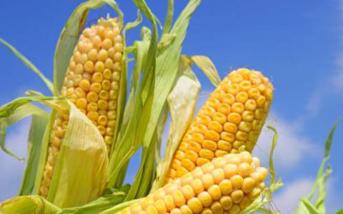 在玉米植物中发现了惊人的蛋白质多样性
