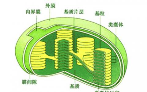 研究人员发现了两种调节叶绿体功能并促进植物存活的氧化还原级联反应