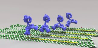 DNA折纸用于测量抗体的最高效力
