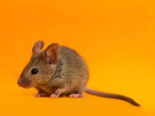 当激活时社交大脑回路抑制小鼠的进食行为