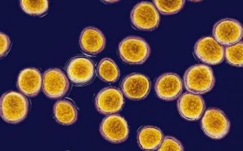 实验性治疗方法显示出对金黄色葡萄球菌的潜在作用