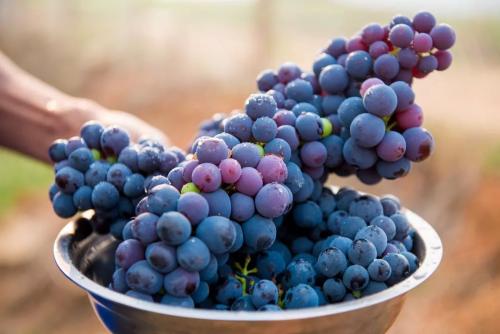 压榨葡萄中的微生物可以预测成品葡萄酒中的风味代谢物