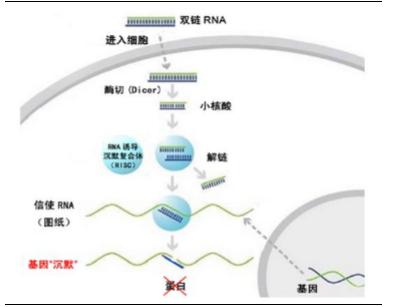 什么是CRISPR 怎么能用它来关闭基因