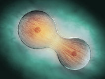 通过将染色体组织成许多微小的环 分子马达在细胞分裂中起着关键作用