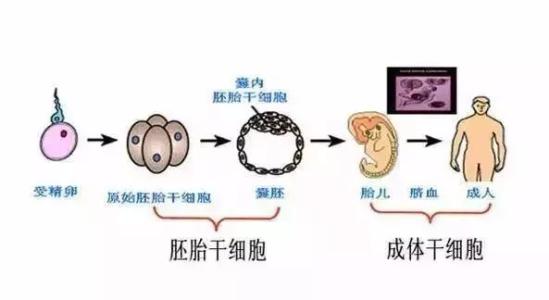科学家证实重编程的成体干细胞与胚胎干细胞相同