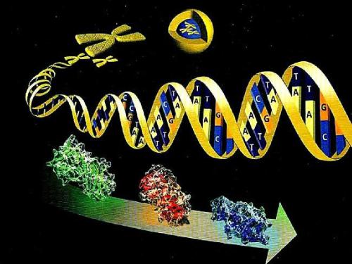 罗格斯研究人员展示了基因激活蛋白的工作原理