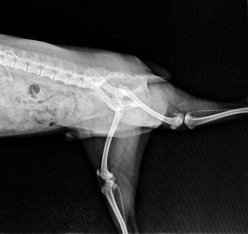 基因测试揭示了设得兰群岛小马的严重骨骼疾病