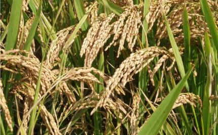 科学家们发现了能够将水稻产量提高百分之50的蛋白质