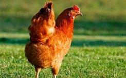 鸡的生育能力研究检查脂肪酸