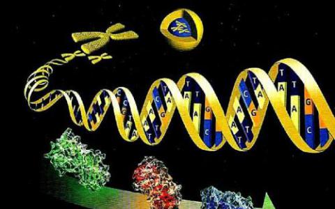 罗格斯研究人员展示了基因激活蛋白的工作原理