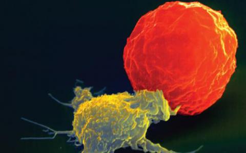工程化免疫细胞针对小鼠中广泛的小儿实体瘤