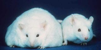 生长因子显著影响脂肪和碳水化合物代谢