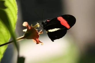 将飞蛾变黑的基因开关也会使蝴蝶变色