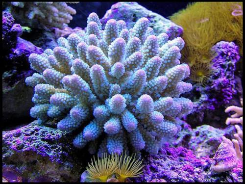 研究表明 珊瑚共享人类基因组中的许多基因