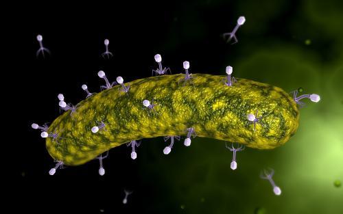 噬菌体捕捞产生抗生素抗性的新武器
