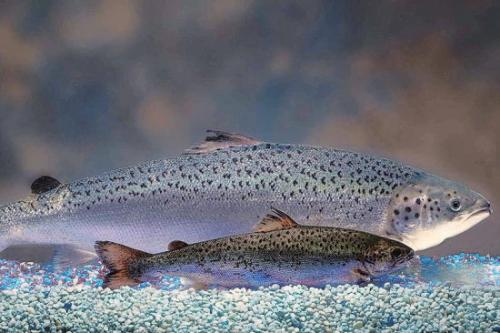 加拿大批准转基因鲑鱼作为食物
