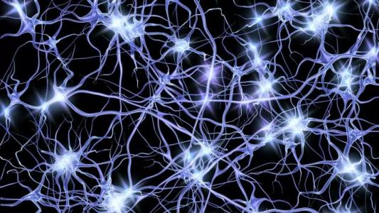 研究表明神经元如何到达最终目的地