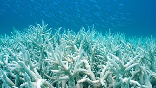 在基因中发现珊瑚压力测试