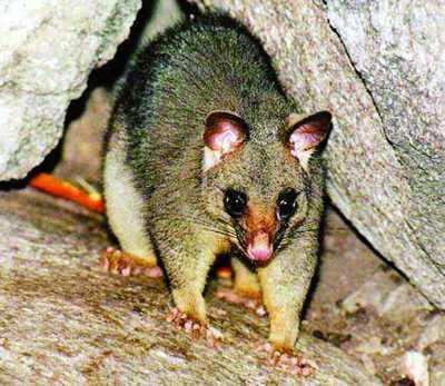 新西兰的负鼠喜欢高可用蛋白质