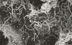 酶发现可以摧毁细菌生物膜壁