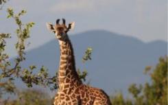 长颈鹿怎么长脖子 现在通过新的基因组测序揭示了线索