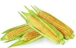 团队定义了玉米基因组的有意义部分