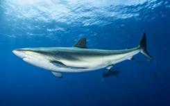 在鲨鱼的电感觉器官中发现的质子传导物质