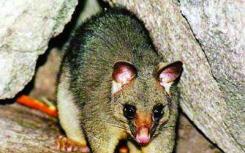 新西兰的负鼠喜欢高可用蛋白质