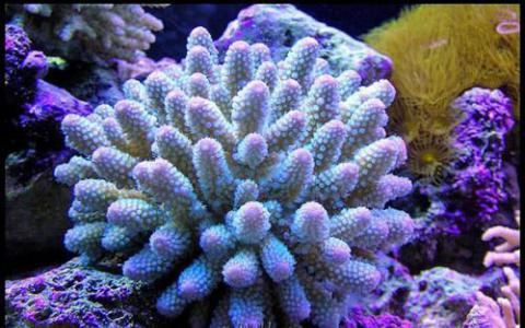 研究表明 珊瑚共享人类基因组中的许多基因