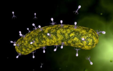 噬菌体捕捞产生抗生素抗性的新武器