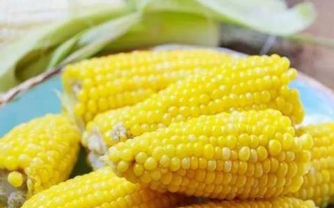 发现新的干细胞途径表明玉米 主要作物的产量高得多