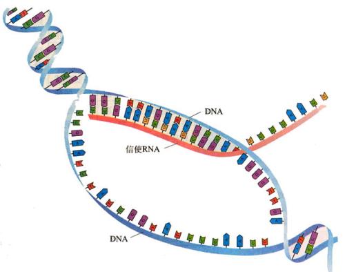 研究人员公布了新的 详细的DNA转录图像